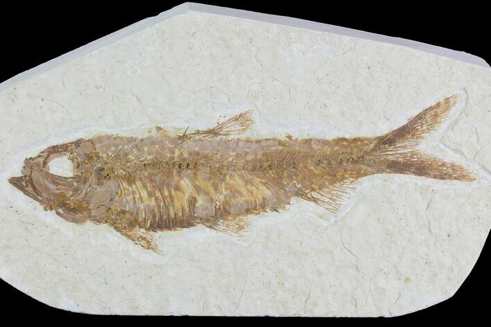 Detailed Fossil Fish (Knightia) - Wyoming #96099
